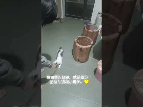 貓咪日常