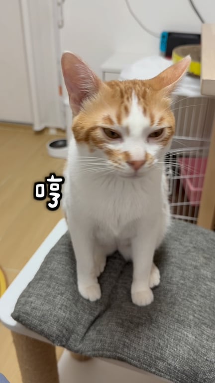 Bowie Pang