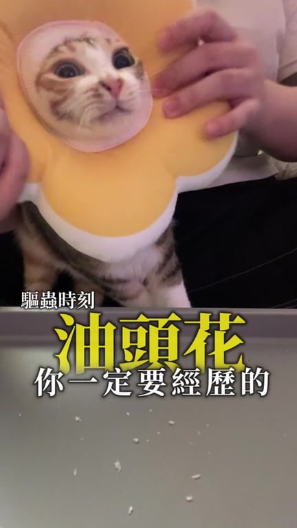 油頭花