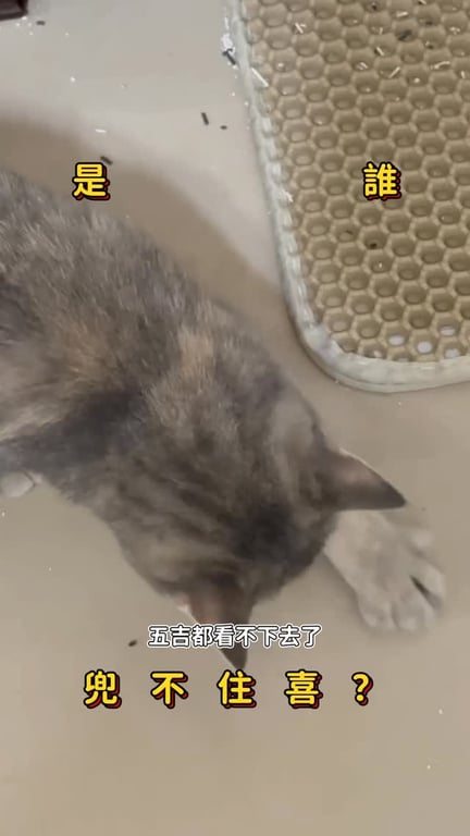 張槑槑