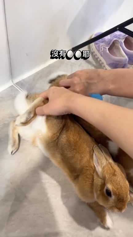 寵物 兔兔