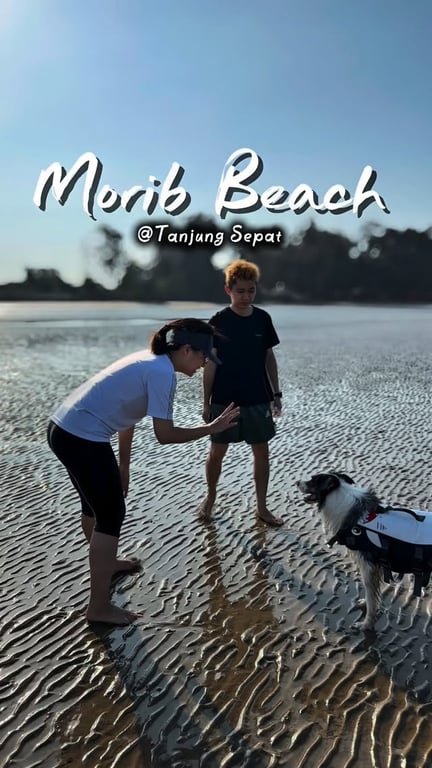 Beach Day with Dog Friends