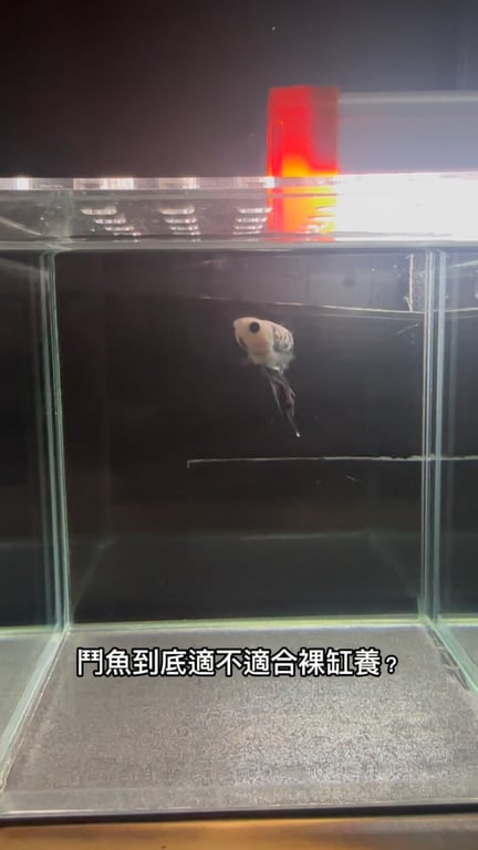 yule魚樂