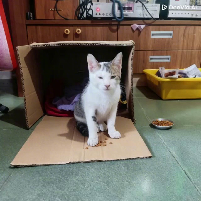 小貓咪正在吃喵糧