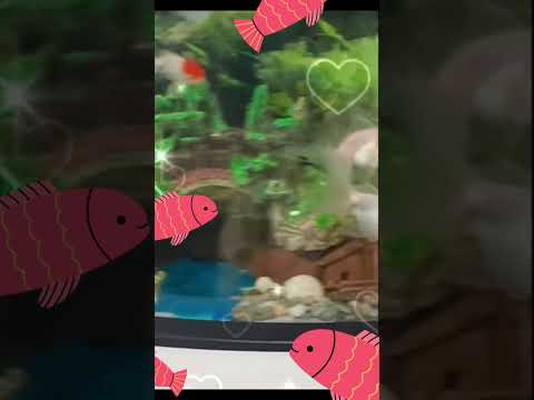 DIY new environment for my fish 🐟❤️