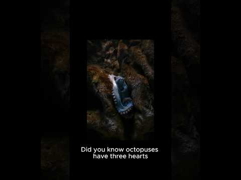 FactVerse