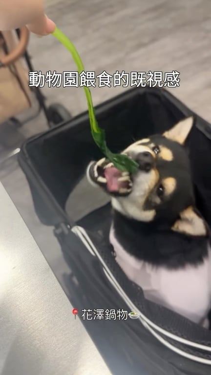 許雅鈞