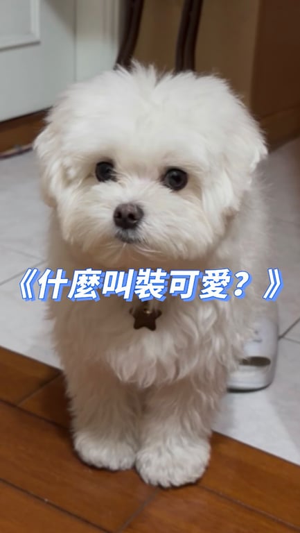 創意富有話題性的寵物搞笑可愛短影音