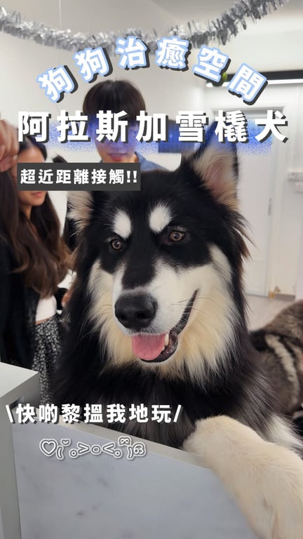 介紹香港僅有能跟阿拉斯加雪橇犬近距離接觸的狗狗治癒空間，影片在發布後五小時內已獲得超過一萬觀看次數及超過400次轉發