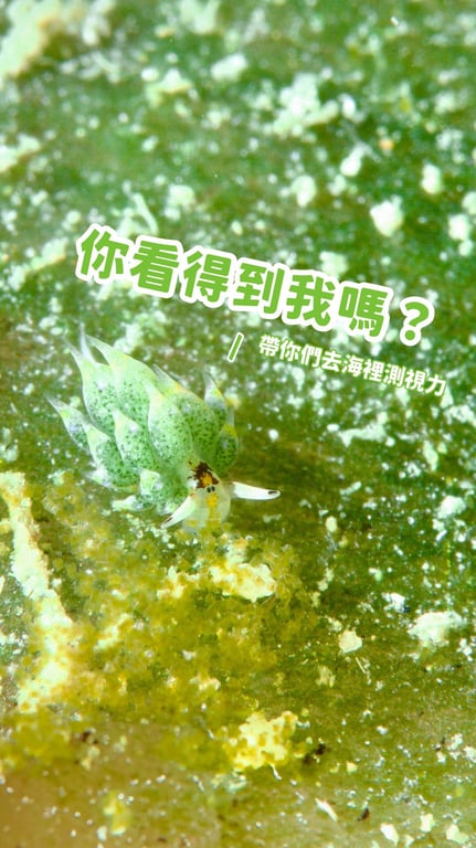 黃証楷