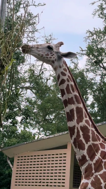 Zoo Negara Vlog