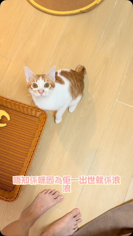 Bowie Pang
