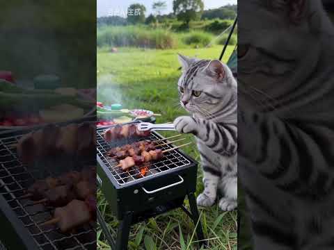 猫咪烧烤视频