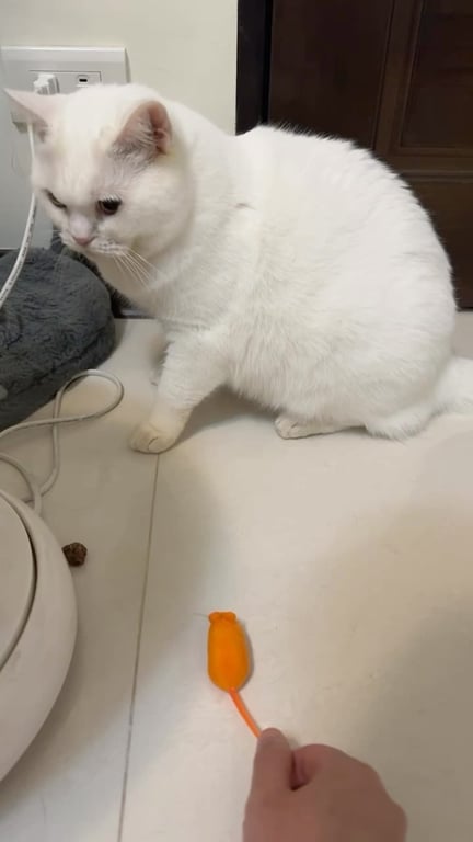Buddy