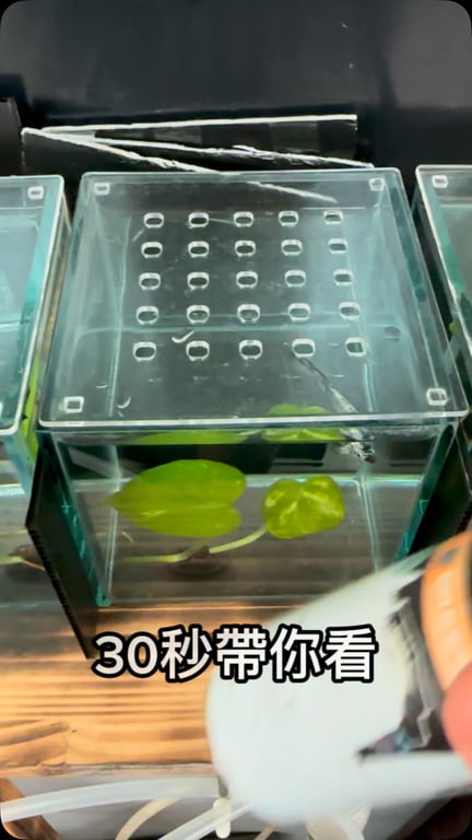 yule魚樂