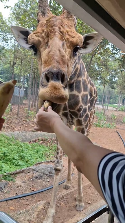 清邁夜間動物園，第一次餵長頸鹿體驗，很驚奇