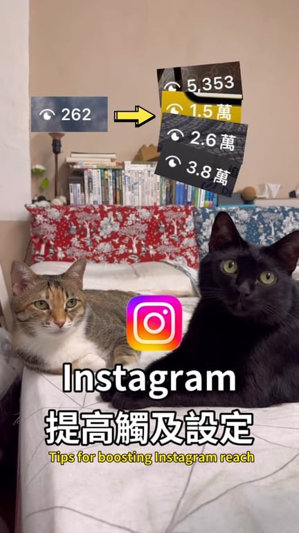 Jamie 傑米貓