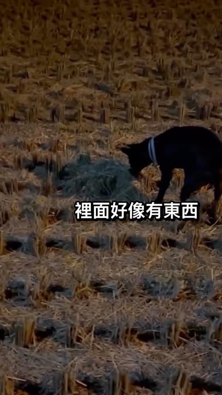 鄭羽茜