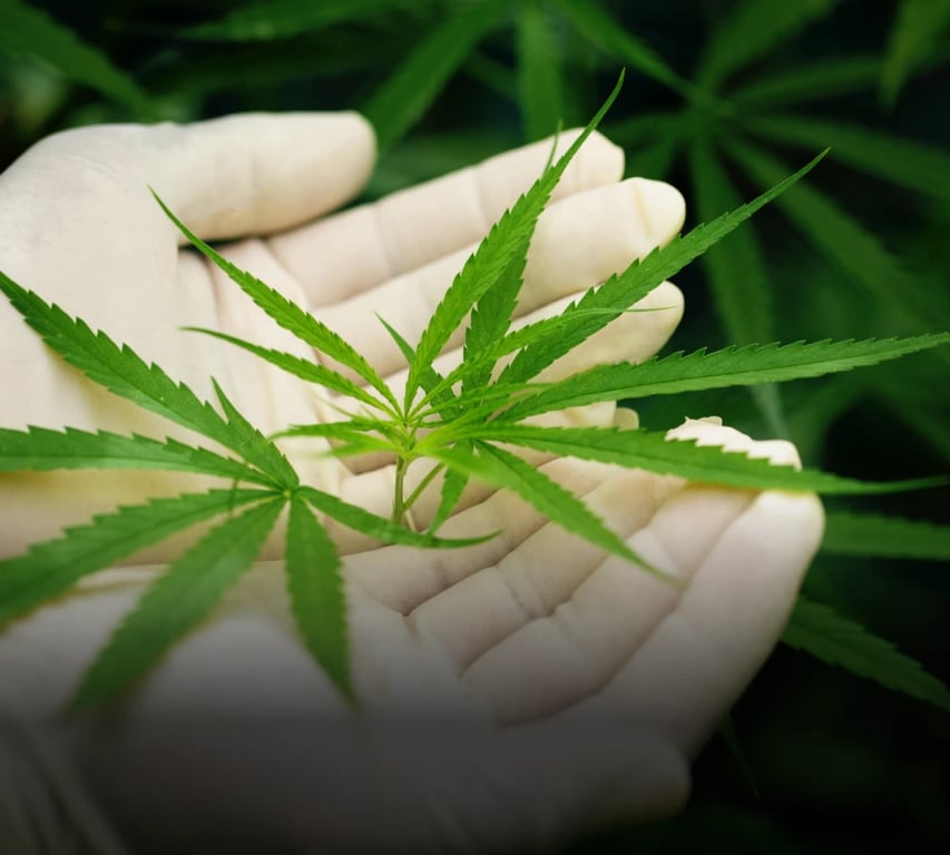 Cannabis Delivery App