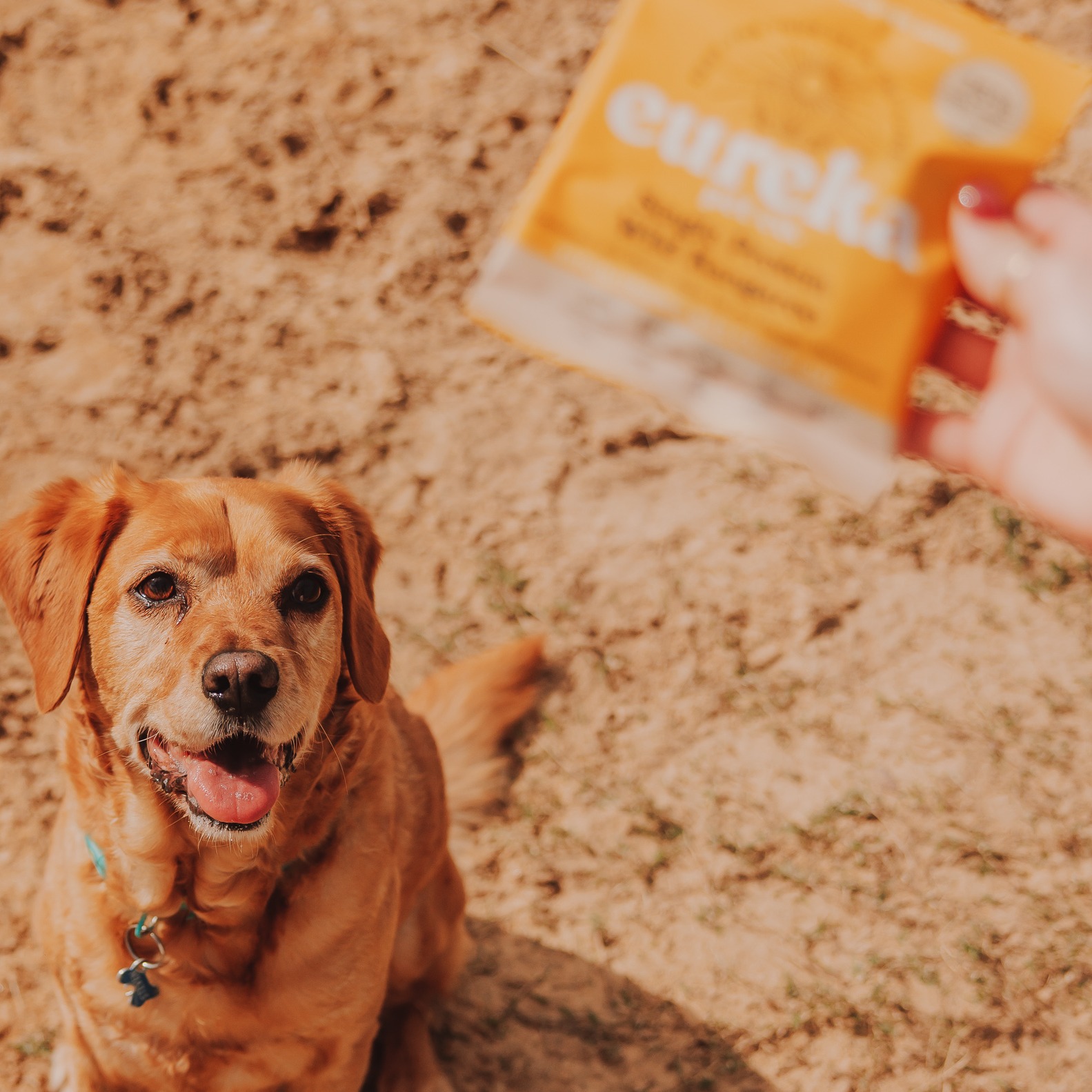 A golden retriever on an Australian beach looking up at a Eureka sample pack held out by hand