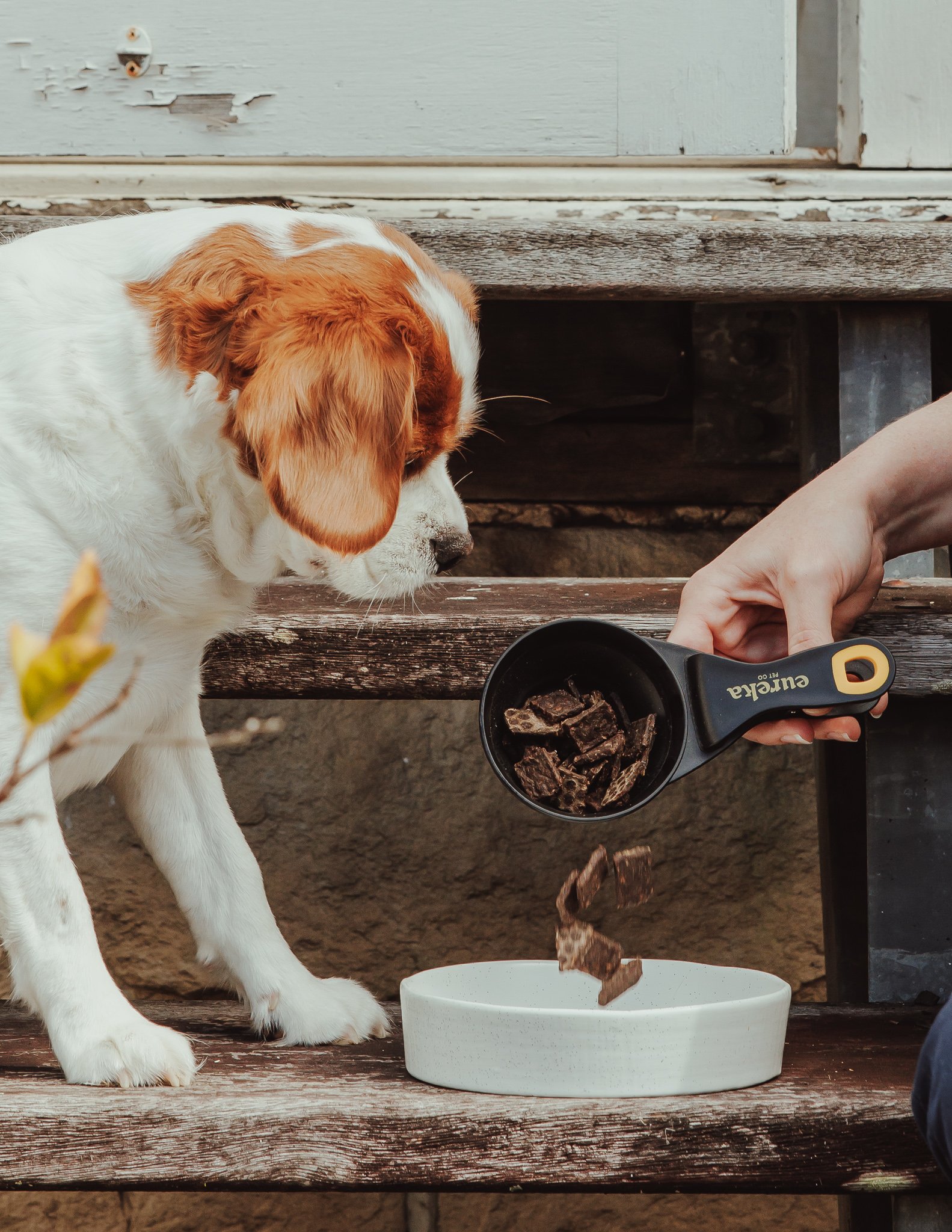 An owner scooping Eureka air-dried food into a bowl in the garden while her dog waits