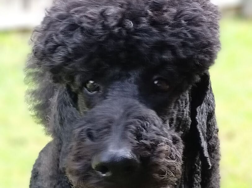 Anita's black standard poodle on the lawn