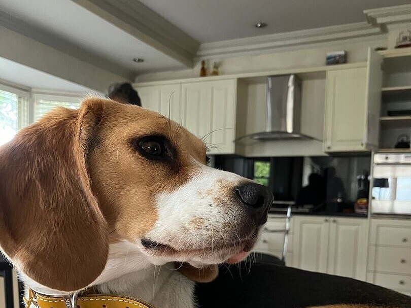 Abby the beagle at home, her name tag on her collar
