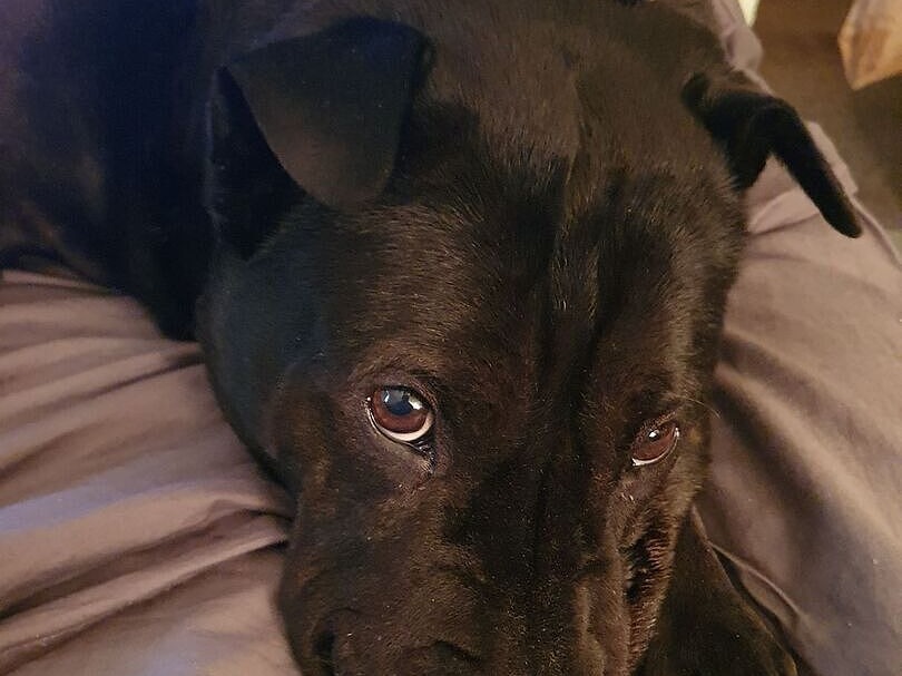Bella the staffy curled up after dinner