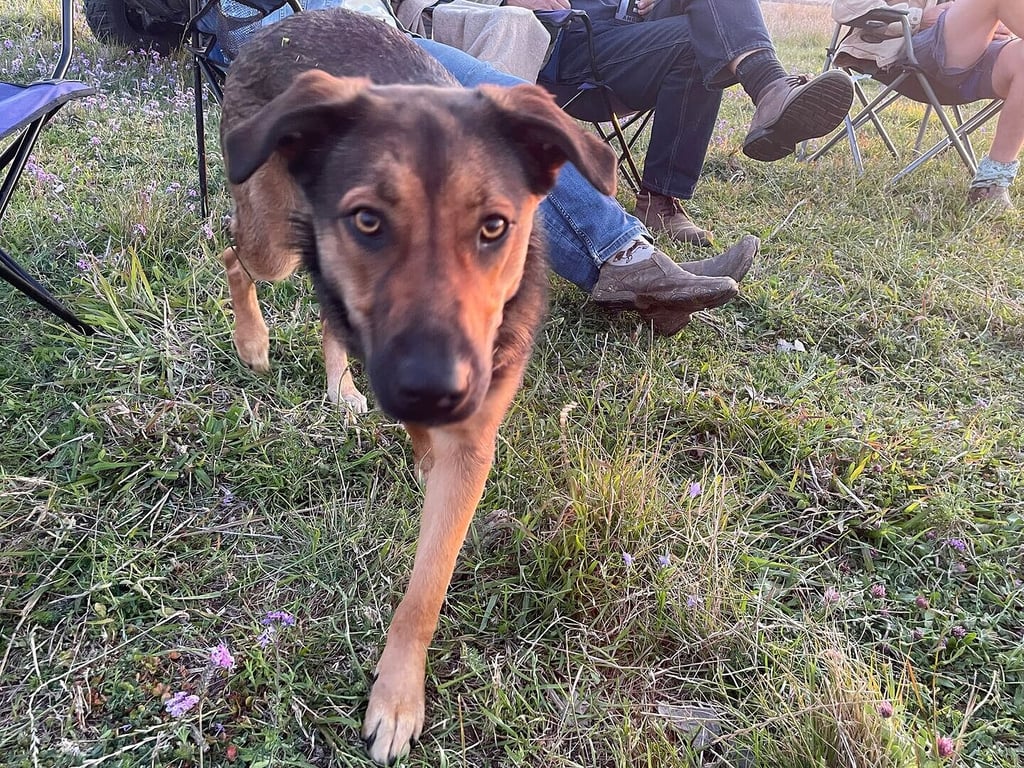 Luna the working dog mix out on the grass