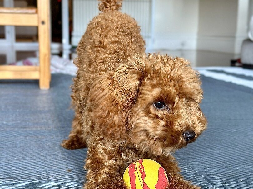 Rebecca's cavoodle puppy