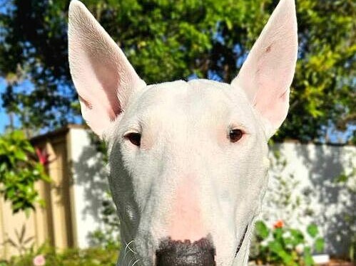 Arie the mini bull terrier out on the grass