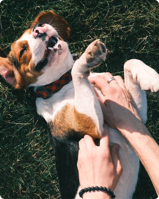 A jack russell having its belly rubbed on grass