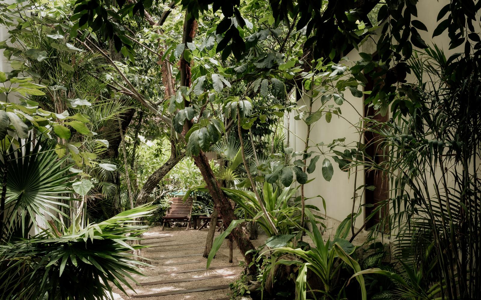 The jungle garden the lodges sit in