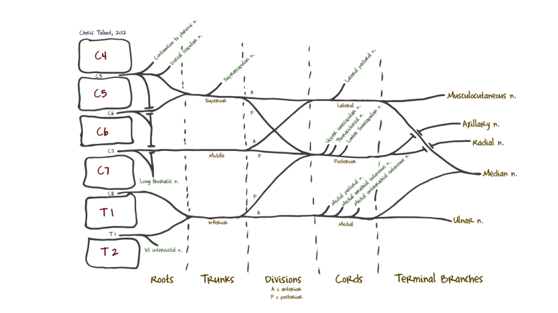 Brachial Plexus 1 — MRCS Part B Anatomy