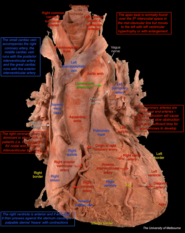 Heart 1 — MRCS Part B Anatomy