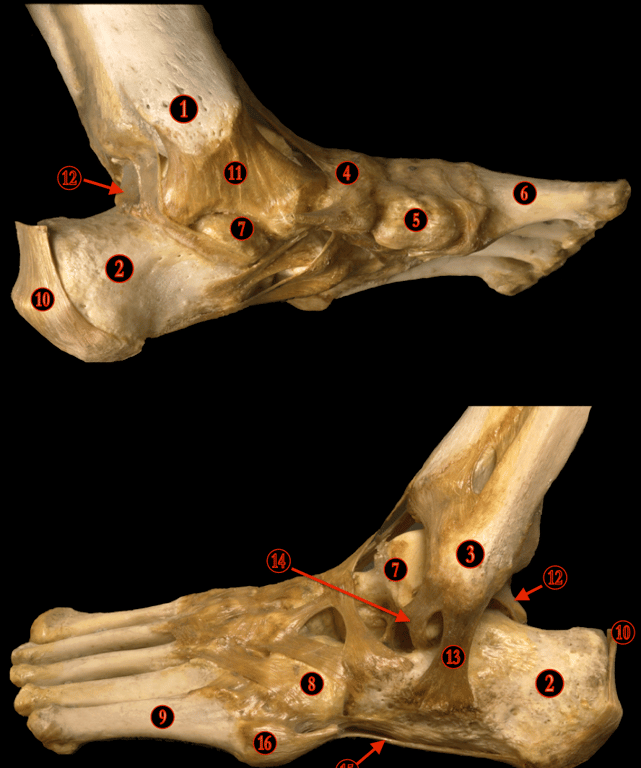Ankle — MRCS Part B Anatomy spot tests