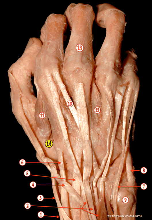 Hand 2 — MRCS Part B Anatomy