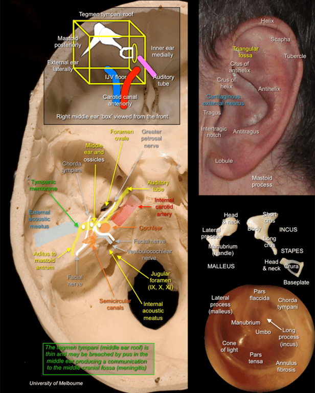 Ear — MRCS Part B Anatomy