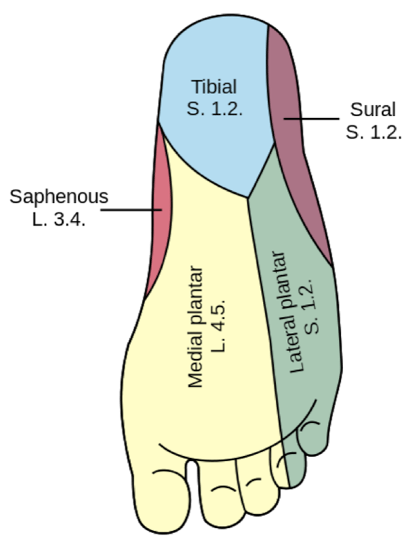 Leg — MRCS Part B Anatomy