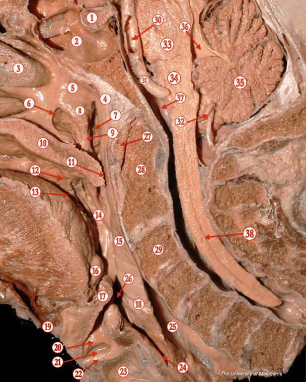 Oropharynx — MRCS Part B Anatomy