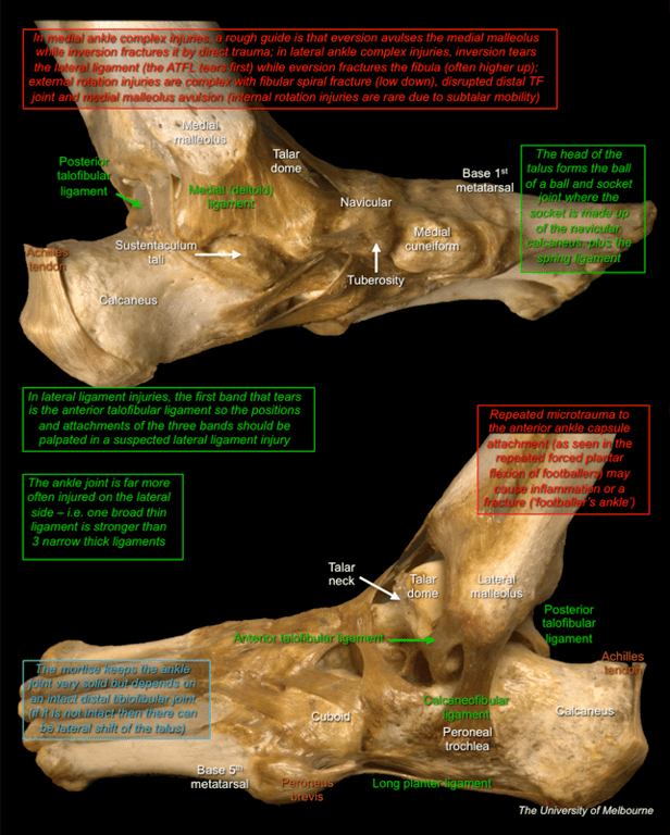 Foot and Ankle 2 — MRCS Part B Anatomy