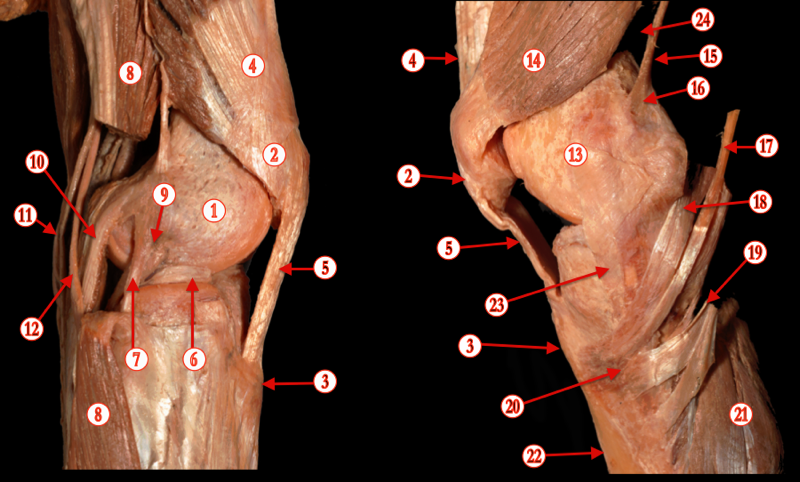 Knee 2 — MRCS Part B Anatomy