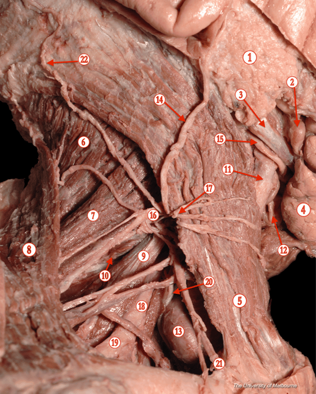 Posterior Triangle — MRCS Part B Anatomy
