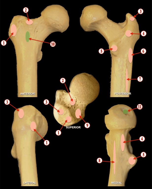 Hip — MRCS Part B Anatomy