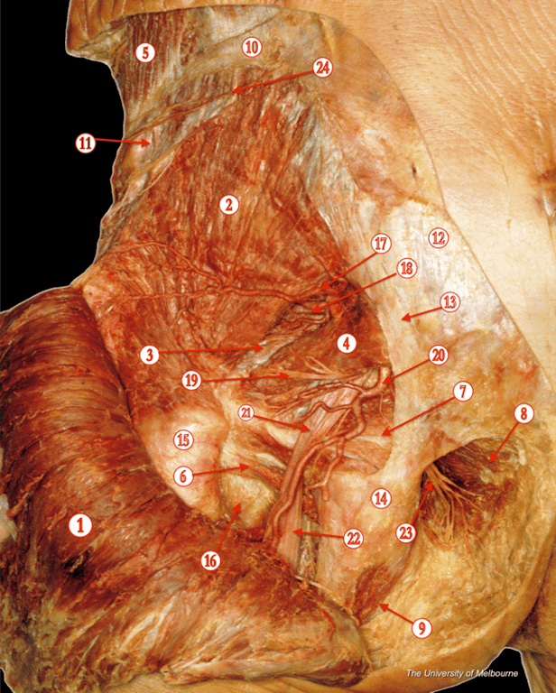 Gluteal Region — MRCS Part B Anatomy