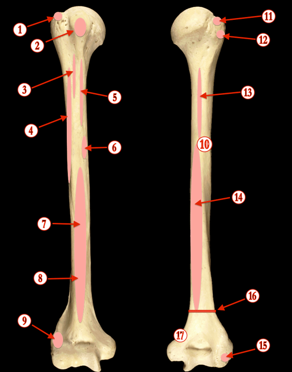 Humerus — MRCS Part B Anatomy spot tests