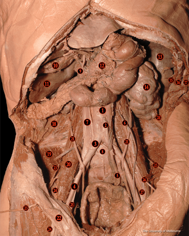 Abdominal Cavity — MRCS Part B Anatomy