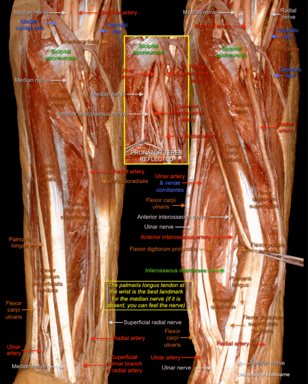 Forearm 2 — MRCS Part B Anatomy