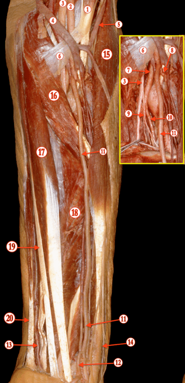 Forearm 1 — MRCS Part B Anatomy