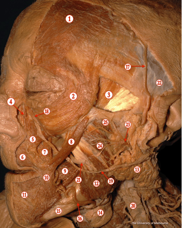 Submandibular — MRCS Part B Anatomy